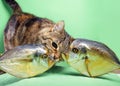 Tabby cat plays with two dried fishes