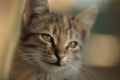 Tabby cat portrait closeup. Domestic animals. Young kitten with interesting hair color. Blurred Royalty Free Stock Photo