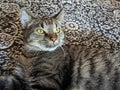 A Close-Up Portrait of a Tabby Cat\'s Mesmerizing Markings