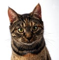 Tabby cat. Portrait of a cute gray 10 month old kitten. Small gray kitten looks attentively and mischievously
