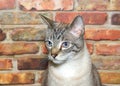 Tabby cat portrait in front of brick wall Royalty Free Stock Photo