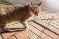 Tabby cat portrait.Cat sitting on the pavement