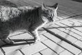 Tabby cat portrait.Cat sitting on the pavement