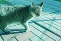 Tabby cat portrait.Cat sitting on the pavement