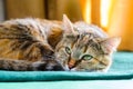 Tabby Cat Portret Royalty Free Stock Photo