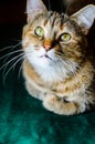 Tabby Cat Portret Royalty Free Stock Photo