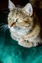 Tabby Cat Portret Royalty Free Stock Photo