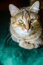 Tabby Cat Portret Royalty Free Stock Photo