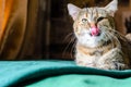 Tabby Cat Portret Royalty Free Stock Photo