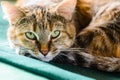 Tabby Cat Portret Royalty Free Stock Photo