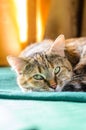 Tabby Cat Portret Royalty Free Stock Photo