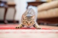 tabby cat pouncing on a red dot on a beige carpet