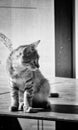 Tabby cat profile in black and white Royalty Free Stock Photo