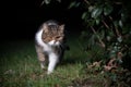 Tabby cat prowling at night