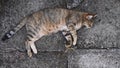 Tabby cat purr and nap while laying on grunge stone pavement