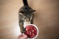 Raw feeding cat with beef holding food bowl