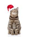 Tabby cat in red christmas hat looking up. isolated on white Royalty Free Stock Photo