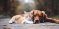 Tabby cat and red dog lying together on the ground. Banner with pets outdoors, copy space Royalty Free Stock Photo