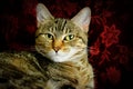 Tabby Cat Royalty Free Stock Photo