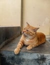 Tabby Cat Relaxing on the Stairs Royalty Free Stock Photo