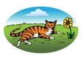 Tabby cat resting Royalty Free Stock Photo
