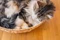 Tabby cat resting curled up in a wicker basket on wooden floor Royalty Free Stock Photo