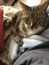 Tabby Cat resting on his owner Royalty Free Stock Photo