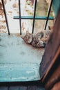 Tabby cat resting lying on a balcony Royalty Free Stock Photo