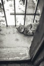 Tabby cat resting lying on a balcony Royalty Free Stock Photo