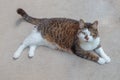 Tabby Cat Resting on Patio Royalty Free Stock Photo