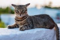 Tabby cat resting on a white wall in the afternoon Royalty Free Stock Photo