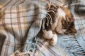 Tabby cat resting wrapped up in a wool tartan blanket with fringe Royalty Free Stock Photo