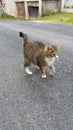 Tabby cat stepping out in road Royalty Free Stock Photo