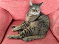 Tabby cat on rose colored chair