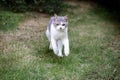 Tabby Cat running in the garden. Scottish fold cat on green grass. White cat standing in the field.healthy cat running on the lawn Royalty Free Stock Photo