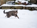 Tabby cat running through the snow