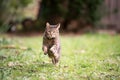 Tabby cat running towards camera on grass