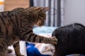 Tabby cat`s hand slaps a person`s head