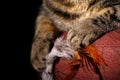 Tabby Cat's Paws Holding Toy