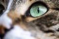 Tabby cat`s pupil, green color macro photo. Royalty Free Stock Photo