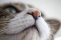 Tabby cat`s pupil, green color macro photo. nose of cat Royalty Free Stock Photo
