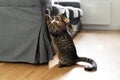 Tabby cat scratches sofa with his claws. Interior destruction by pets. Kitten play. Lifestyle home daily life with pets