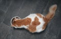 Tabby cat seen from above while eating from a white food bowl on a dark stone floor. Royalty Free Stock Photo