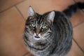 Tabby cat seen from above, licks the lips while waiting for food Royalty Free Stock Photo