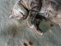Tabby Cat Seeping with Lethargy
