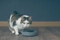 Tabby cat sitting around the food bowl and waiting for the meal. Royalty Free Stock Photo