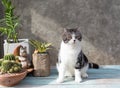 Tabby cat  sit on blue wooden table with a cactus in greeny clay pot Royalty Free Stock Photo