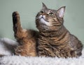 A tabby cat sits on a pillow in a funny pose with its paw raised up. Royalty Free Stock Photo