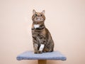 Tabby cat sits on a soft cat stand with a bandaged paw on which an injection catheter is installed