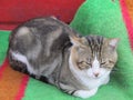 Tabby cat sits squinting on a bright blanket in Greece during a Siesta